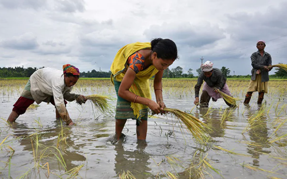 Reuters: Việt Nam đặt mua 700.000 tấn gạo của Ấn Độ