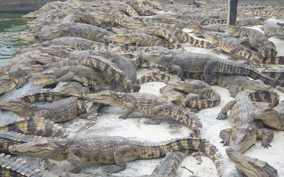 Ế ẩm, hàng nghìn con cá sấu bị bỏ đói, dân nuôi thua lỗ hàng tỷ đồng