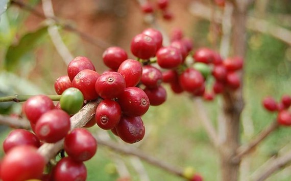 Giá cà phê Arabica tăng do hoạt động đẩy mạnh thu mua