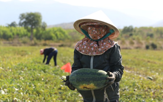 Nông dân khóc ròng vì dưa hấu vụ Tết rớt giá thảm, không có ai mua