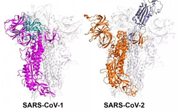 Tại sao Covid-19 lây lan với tốc độ khủng khiếp hơn nhiều so với đại dịch SARS?