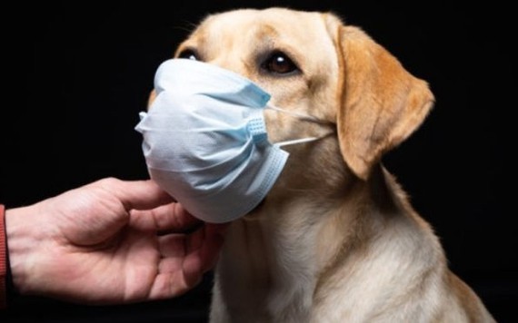 Nga sản xuất vaccine ngừa COVID-19 đầu tiên trên thế giới dành cho thú cưng