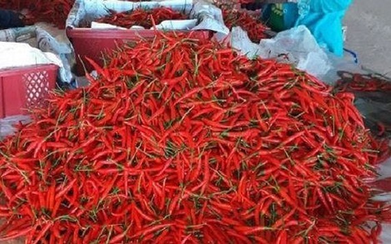 Trung Quốc cấm nhập khẩu ớt từ Việt Nam là thông tin giả mạo