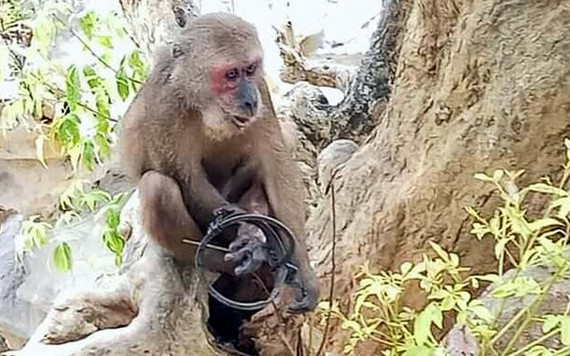 Ảnh: Chú khỉ đau đớn bỏ lại bàn chân trên chiếc bẫy sắt ở Sơn Trà