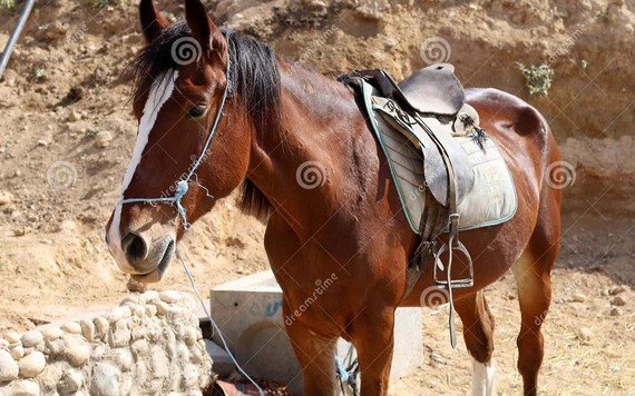 Lần đầu tiên phát hiện ngựa tại Israel nhiễm một chủng virus corona