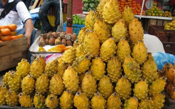 Thanh long vỏ vàng có gai giá 400.000 đồng/kg người tiêu dùng săn mua