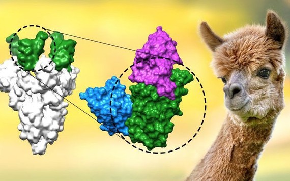Phát hiện kháng thể chặn được biến chủng Delta trên lạc đà Alpaca