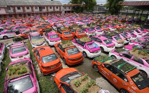 Ế ẩm vì COVID-19, taxi bỏ không biến thành vườn rau ở Thái Lan