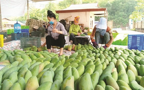 Xuất khẩu xoài từ Việt Nam vào Hàn Quốc tăng mạnh