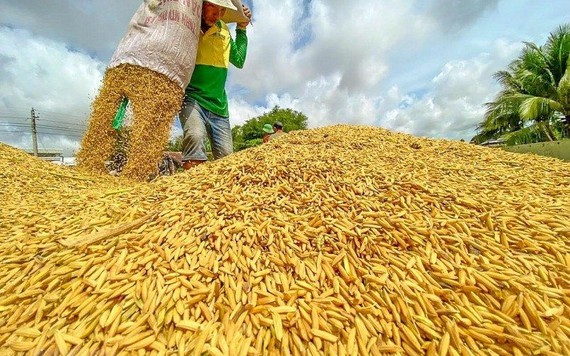 Giá gạo xuất khẩu Việt Nam cao hơn Thái Lan hơn 60 USD/tấn