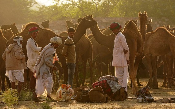 Ấn Độ mở lại phiên chợ lạc đà Pushkar nổi tiếng sau 1 năm tạm hoãn do COVID-19