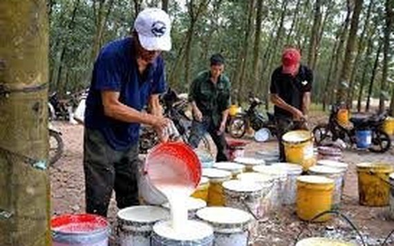 Việt Nam đứng thứ 3 thế giới về xuất khẩu cao su