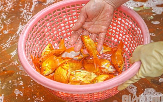Cận cảnh cá chép 'về' chợ Yên Sở phục vụ người Hà Nội cúng ông Công ông Táo