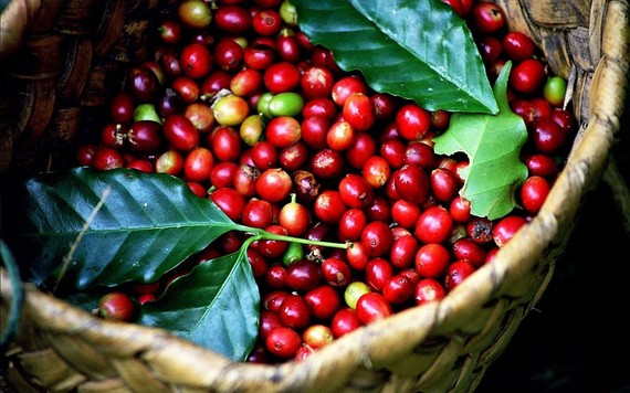 Thị trường nông sản 19/2: Cà phê, hồ tiêu xu hướng giảm