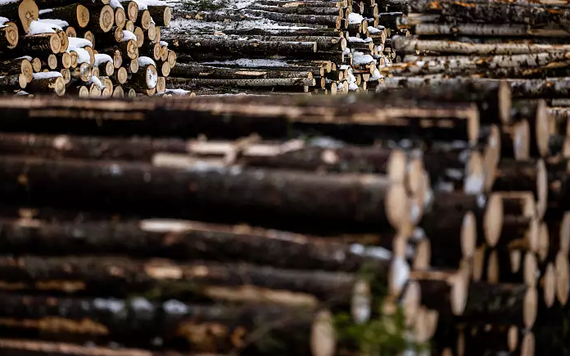 Người châu Âu chuyển sang sử dụng gỗ trong cuộc khủng hoảng năng lượng
