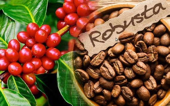 Giá cà phê robusta được dự báo tiếp tục tăng