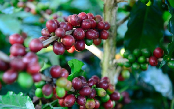 Kim ngạch xuất khẩu cà phê của Việt Nam có thể thiết lập kỷ lục 4 tỷ USD