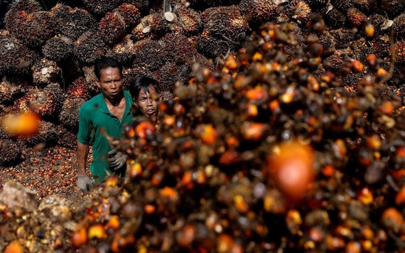 Thị trường toàn cầu trước ‘cú sốc’ cấm xuất khẩu dầu ăn của Indonesia