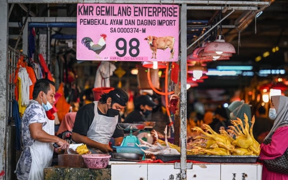 Malaysia ngừng xuất khẩu 3,6 triệu con gà mỗi tháng cho đến khi giá trong nước ổn định