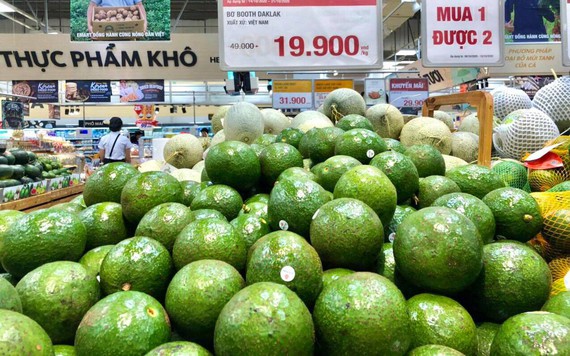 Bơ đầu mùa rớt giá còn 25.000-40.000 đồng/kg