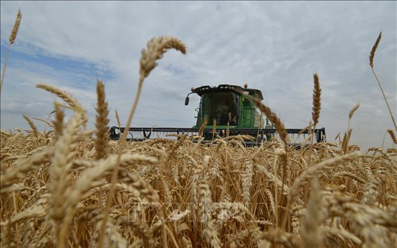 Giá lúa mì tăng cao sau khi Nga tuyên bố chỉ bán nông sản cho 'các nước thân thiện'