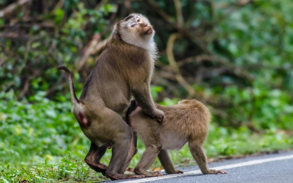 Làm thế nào để giảm nguy cơ mắc bệnh đậu mùa khỉ khi quan hệ tình dục?