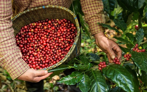 Thị trường nông sản 20/6: Giá cà phê phục hồi, cao su tăng giảm trái chiều