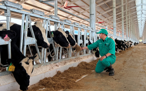 Trang trại Vinamilk Lao - Jagro tiếp nhận đàn bò sữa 1000 con đầu tiên nhập khẩu từ Mỹ