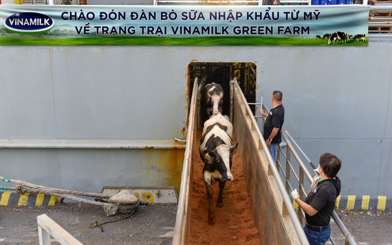 Vinamilk nhập 1.550 con bò sữa từ Mỹ về Việt Nam như thế nào?