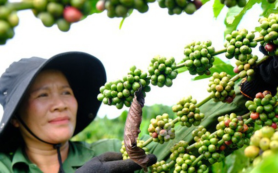 Thị trường cà phê Việt Nam gặp áp lực trước lạm phát gia tăng
