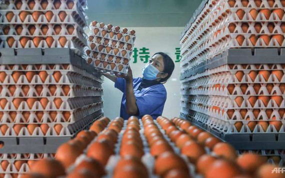 Đợt nắng nóng tại Trung Quốc đẩy giá trứng gà tăng vọt
