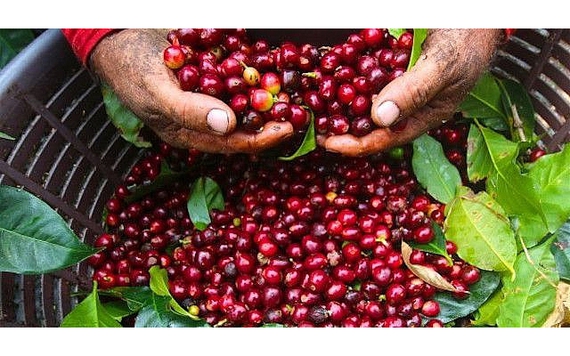 Thị trường nông sản giảm trên diện rộng 