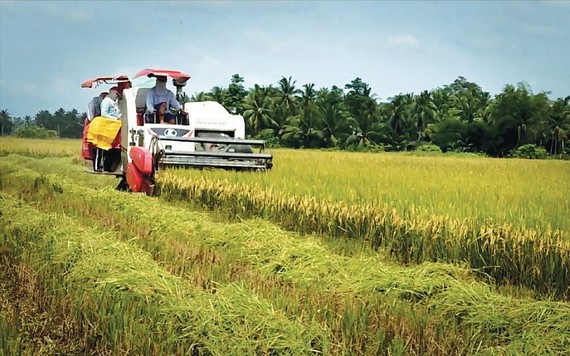 Việt Nam và Thái Lan hợp tác nâng cao giá gạo xuất khẩu