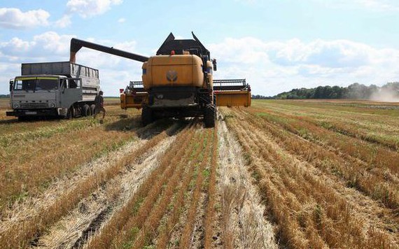 Cơ cấu nông nghiệp của Ukraina thay đổi mạnh mẽ do chiến tranh