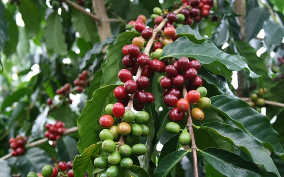 Thị trường nông sản 22/9: Giá cà phê tăng tăng 500 đồng/kg, hồ tiêu giảm nhẹ