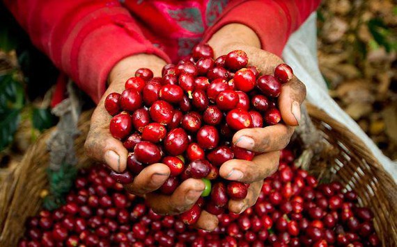 Dự báo giá cà phê 2023: Giá cà phê Việt Nam sẽ được hưởng lợi
