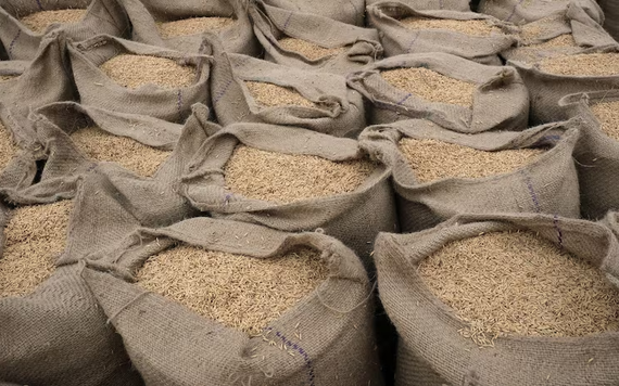 Ấn Độ gia hạn thuế xuất khẩu gạo đồ 20% đến tháng 3/2024