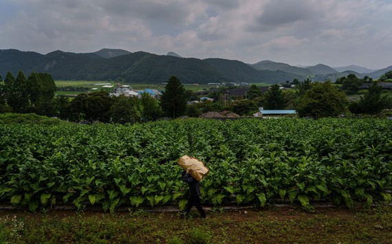Hàn Quốc chuyển sang sử dụng lao động nhập cư để thúc đẩy tăng trưởng