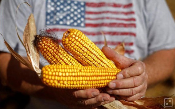 Nông dân Mỹ 'được mùa, mất giá'