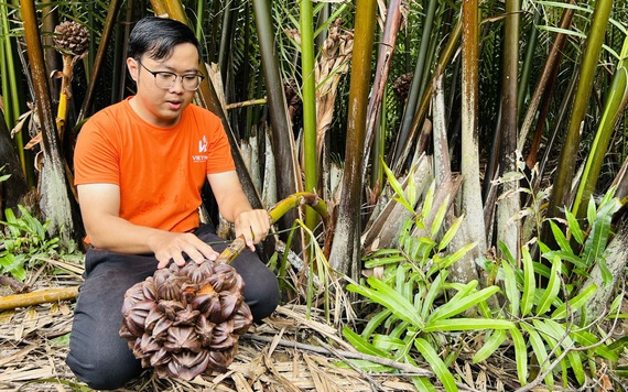 Mô hình kinh tế xanh nhìn từ Cần Giờ