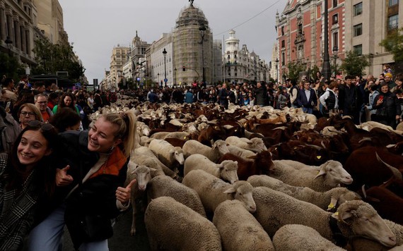 Hàng ngàn con cừu 'di dân' trên đường phố Madrid