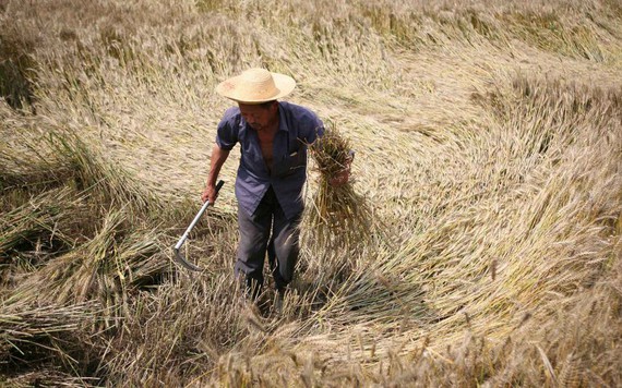 Trung Quốc lùng mua lúa mì trên khắp thế giới