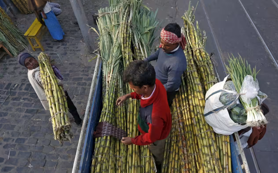 Hạn hán lịch sử ở Ấn Độ đẩy giá đường và bông tăng cao