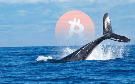 Cá voi tiền điện tử đang gom token nào?