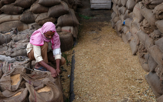 Ấn Độ dự kiến duy trì lệnh cấm xuất khẩu gạo đến năm 2024