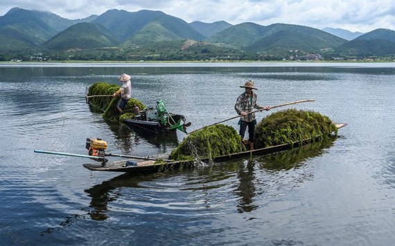 Hồ Inle nổi tiếng của Myanmar bị 'nghẹt thở'