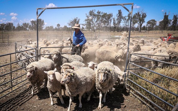 Nông dân Úc tặng cừu miễn phí khi mất giá 75%