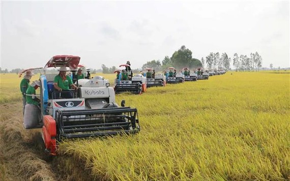 Những điểm nghẽn của chuỗi giá trị lúa gạo Việt Nam