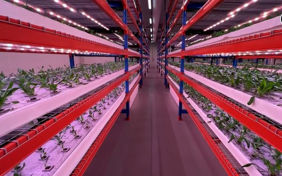 Trang trại trồng rau thẳng đứng 10.000 m2 ở Dubai