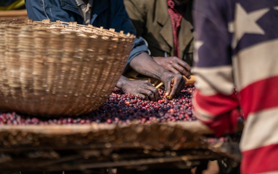 Các công ty cà phê quay lưng với châu Phi khi luật phá rừng của EU sắp có hiệu lực